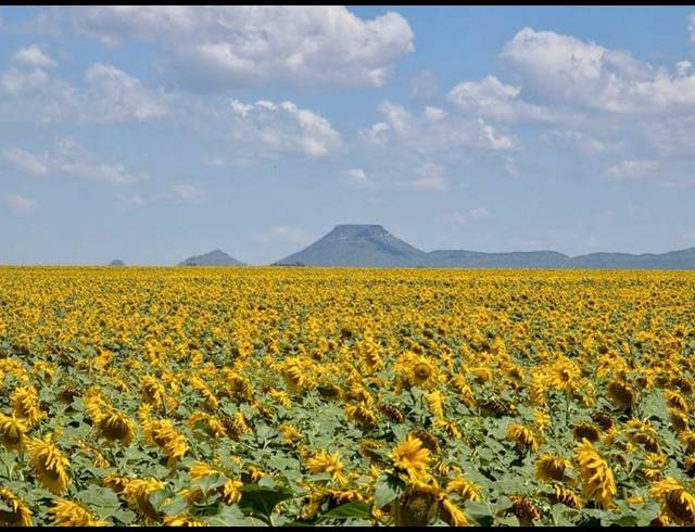 FARM FOR SALE IN BLOEMFONTEIN RURAL